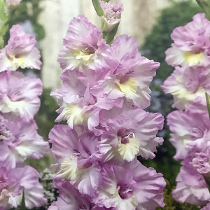 Гладиолус Владивосток крупноцветковый, гофрированный  1 шт.   8/10